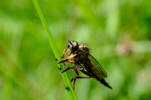 Neoitamus sp.